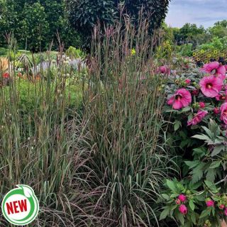 Blackhawks Big Bluestem Grass Thumbnail